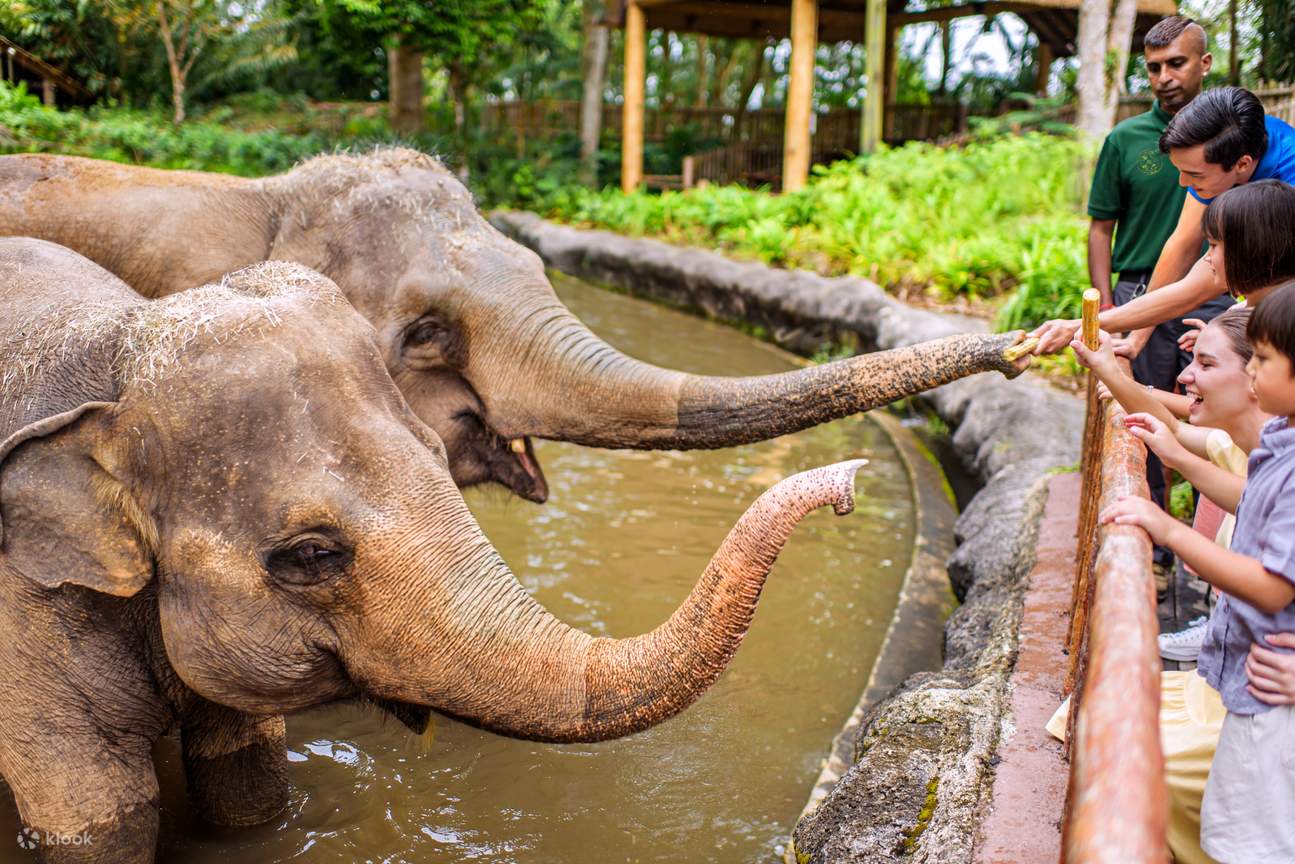elephants interacting with humans